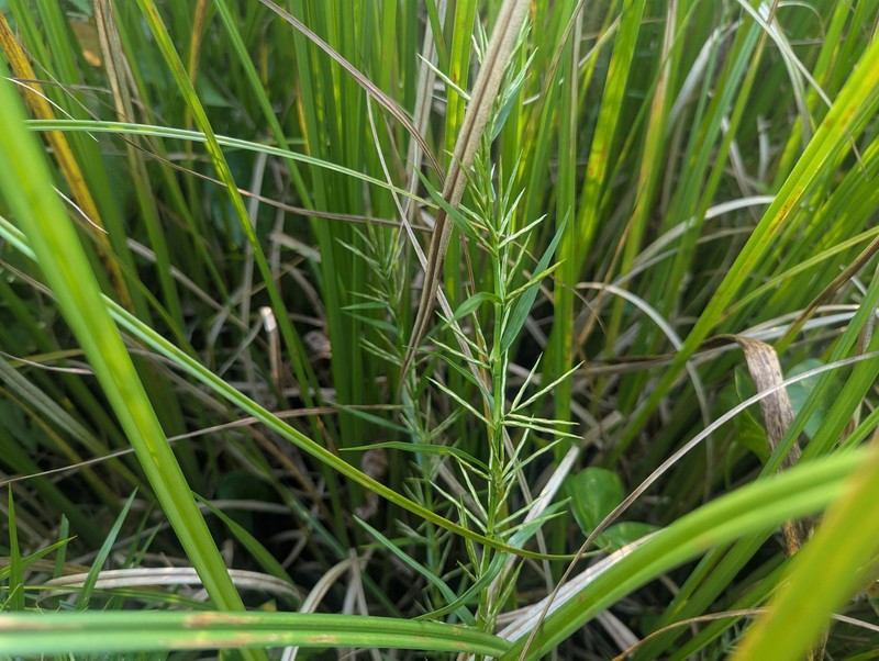 Dulichium arundinaceum var. arundinaceum photo 3
