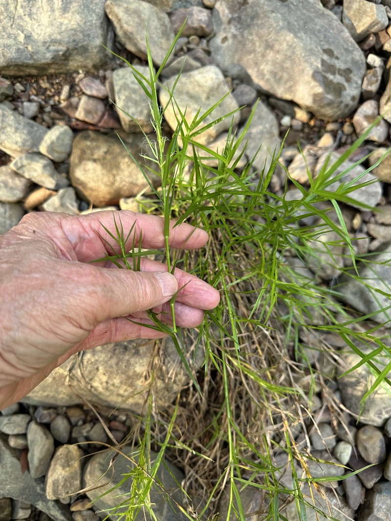 Dulichium arundinaceum var. arundinaceum photo 4