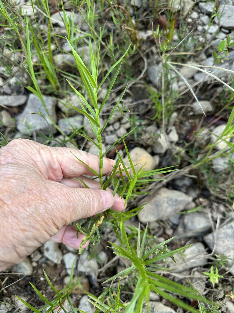 Dulichium arundinaceum var. arundinaceum photo 5