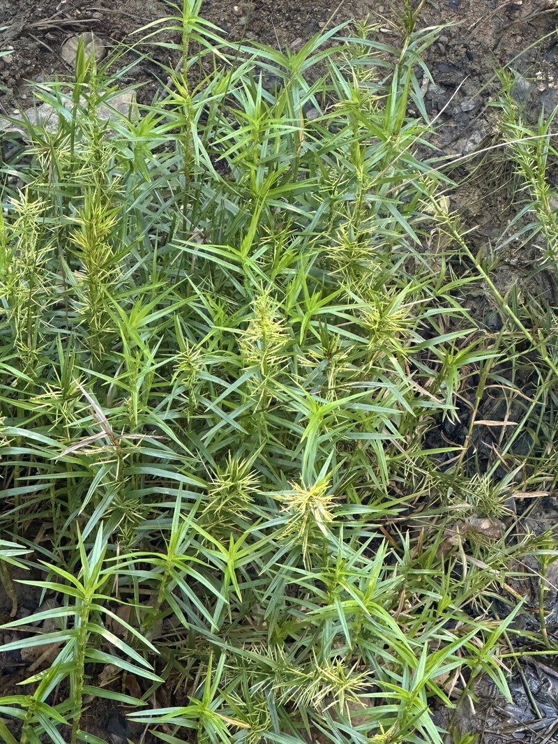 Dulichium arundinaceum var. arundinaceum photo 6