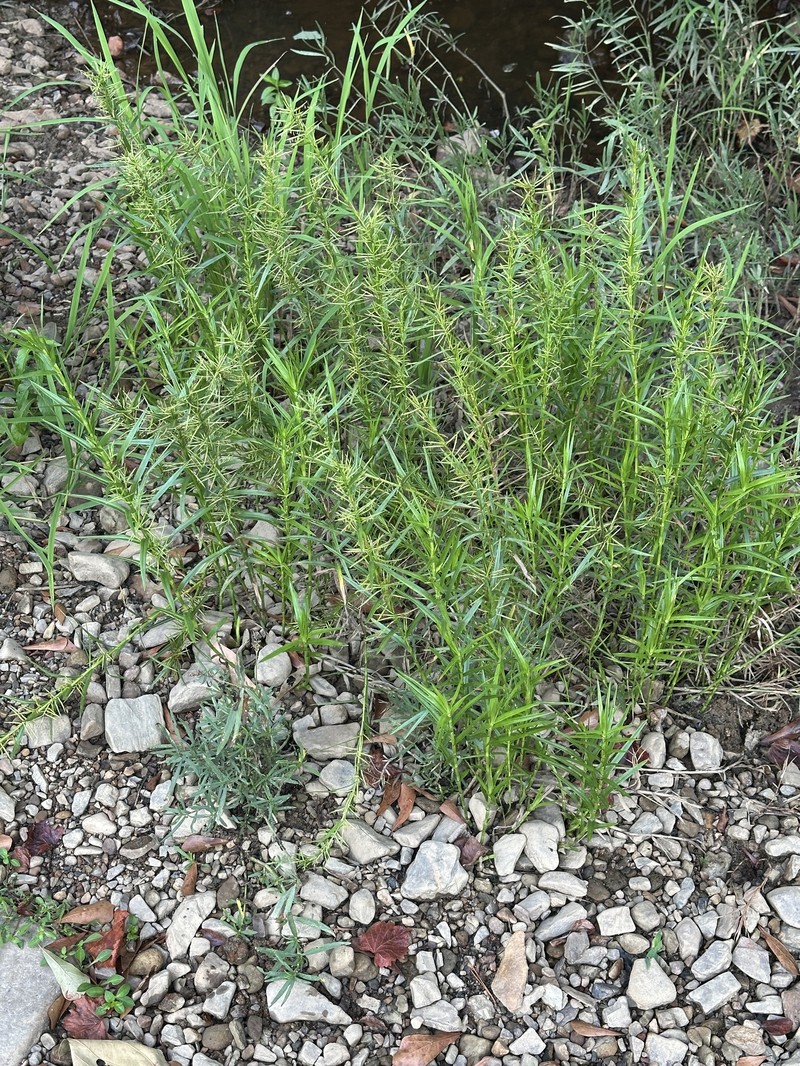 Dulichium arundinaceum var. arundinaceum photo 7