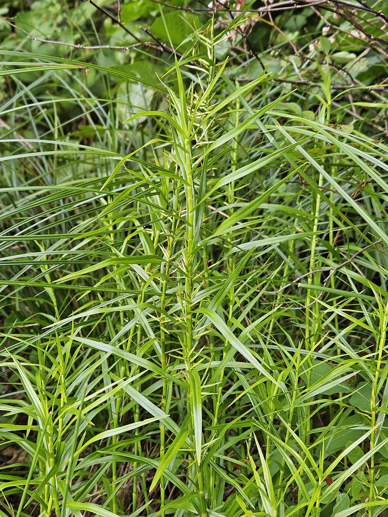 Dulichium arundinaceum var. arundinaceum photo 8