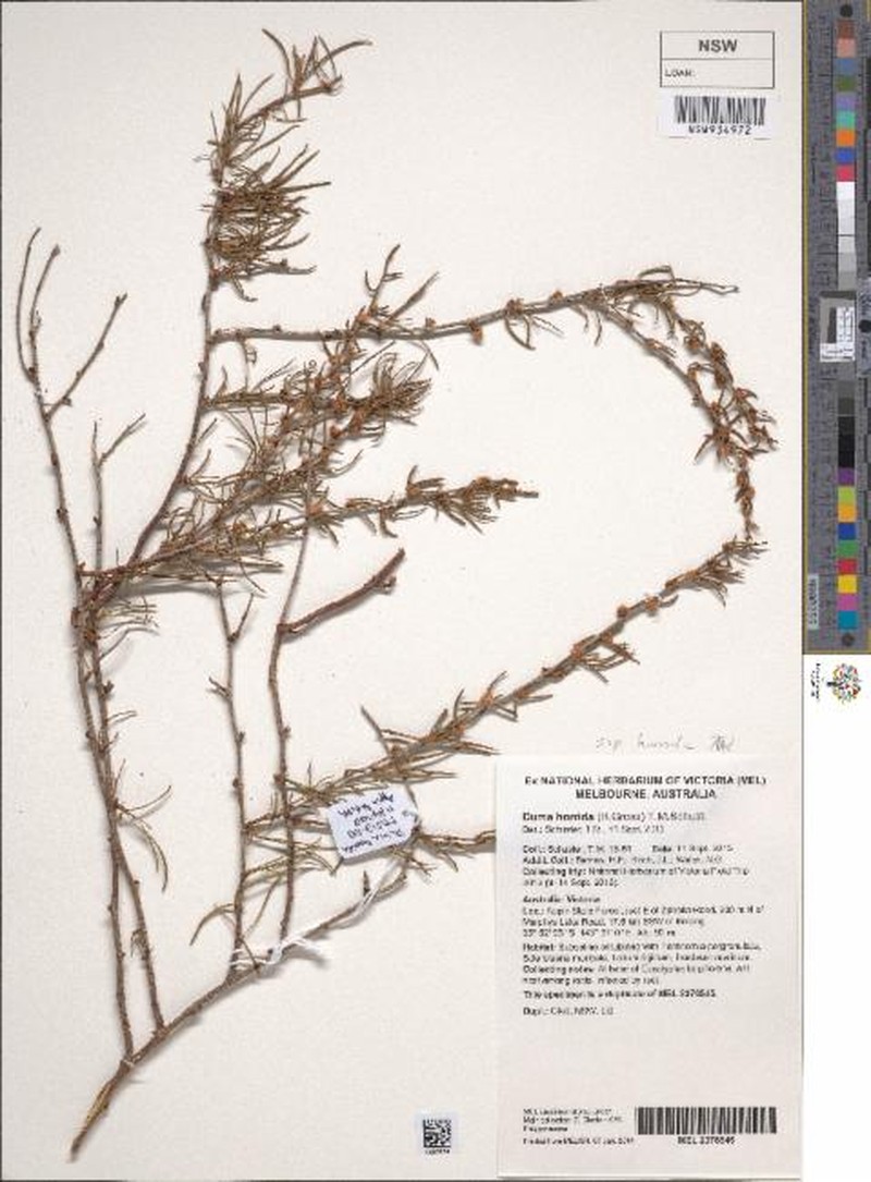 Duma horrida subsp. horrida photo 2