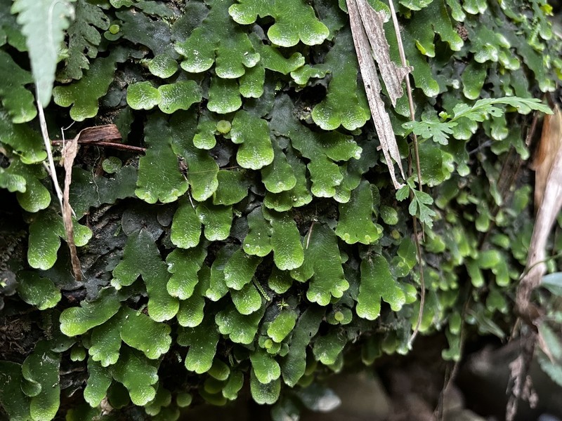 Dumortiera hirsuta
