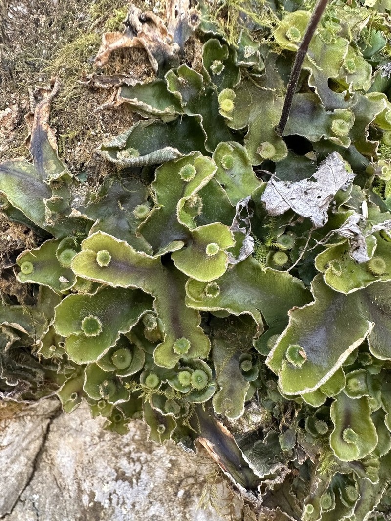 Dumortiera hirsuta photo 2