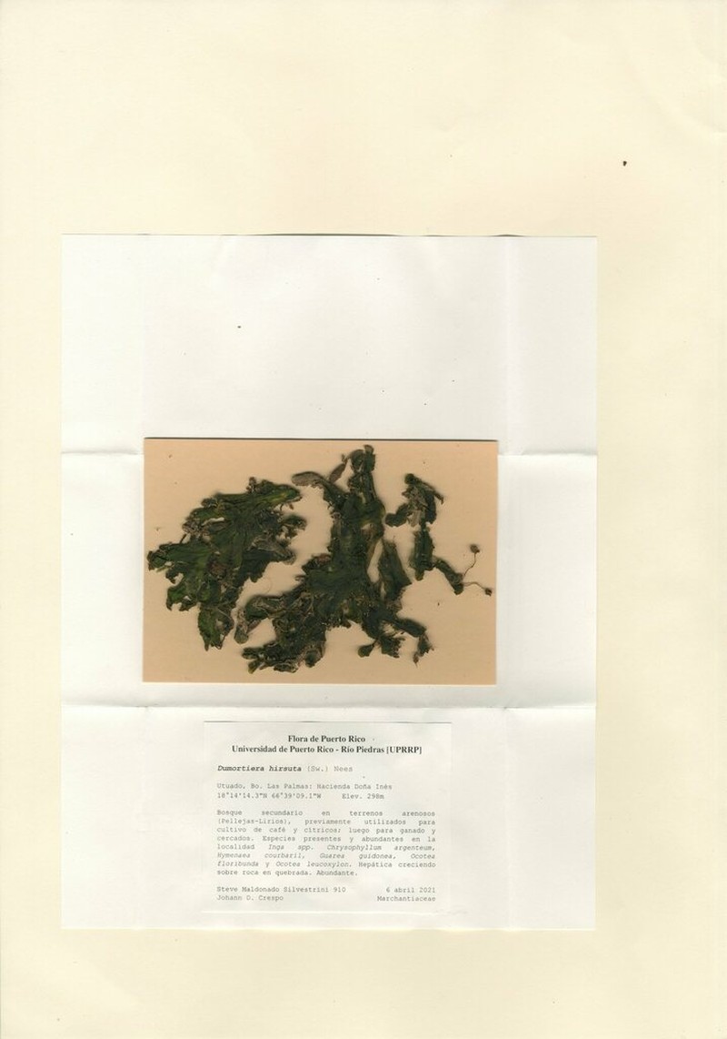 Dumortiera hirsuta photo 4