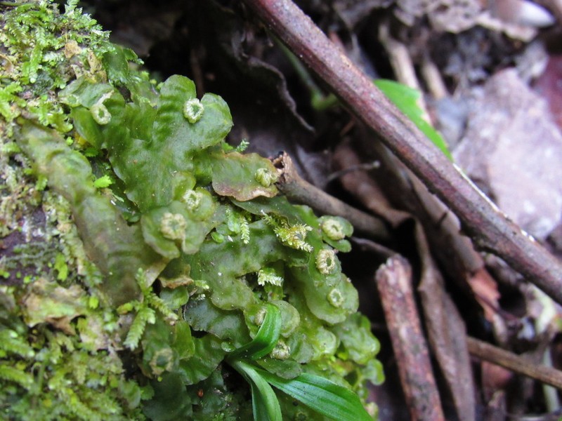 Dumortiera hirsuta photo 5