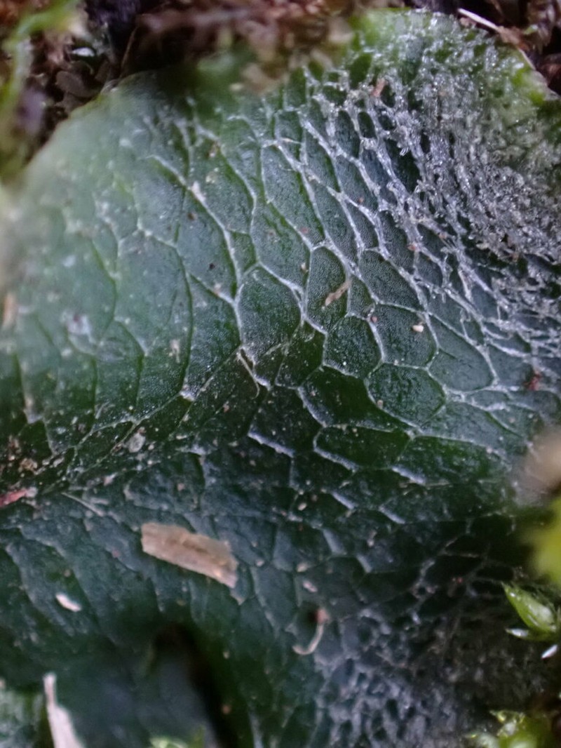 Dumortiera hirsuta photo 6