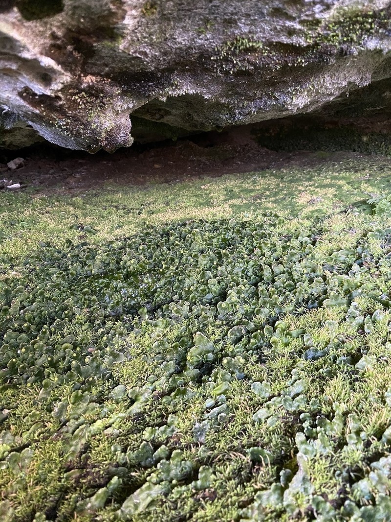 Dumortiera hirsuta photo 8
