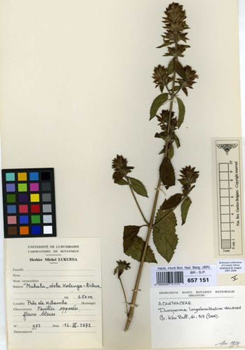 Duosperma kaessneri