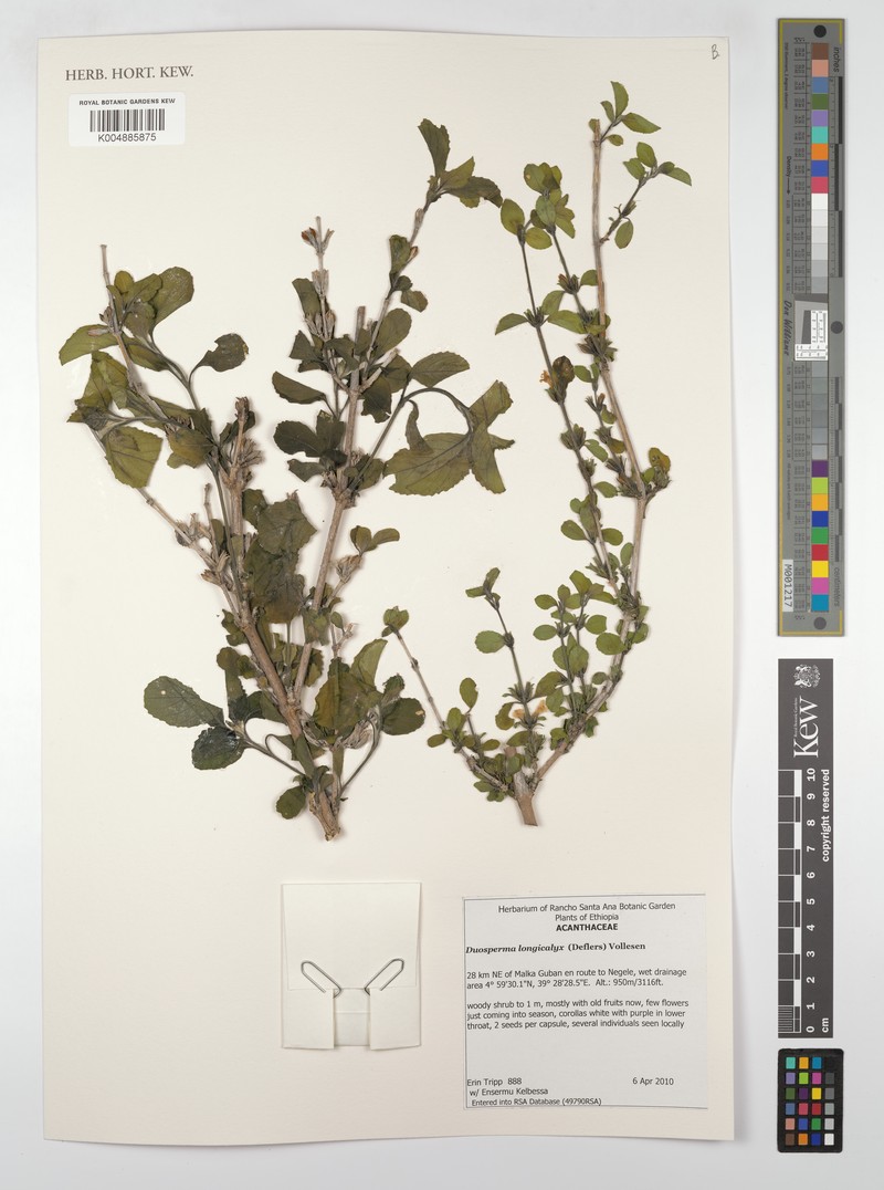 Duosperma longicalyx subsp. longicalyx