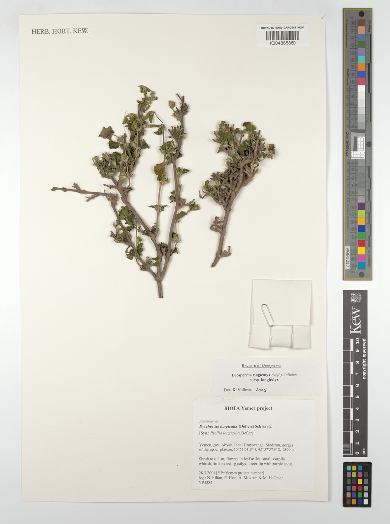 Duosperma longicalyx subsp. longicalyx photo 2
