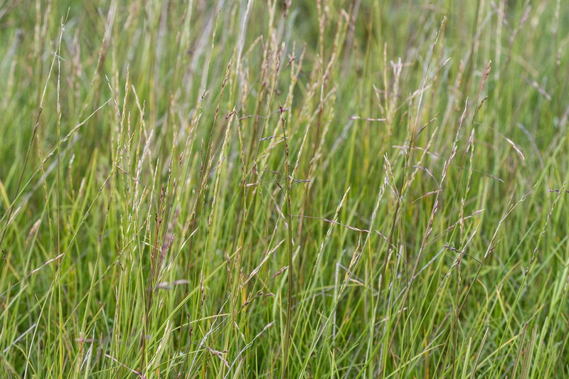 Fisher's Tundragrass