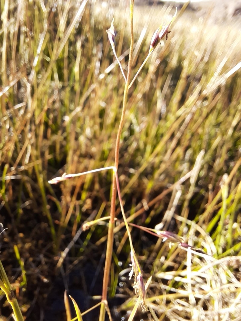 Fisher's Tundragrass photo 2