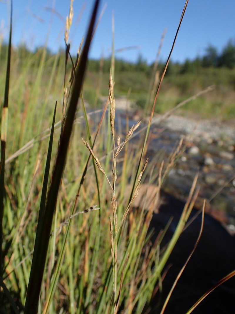 Fisher's Tundragrass photo 3