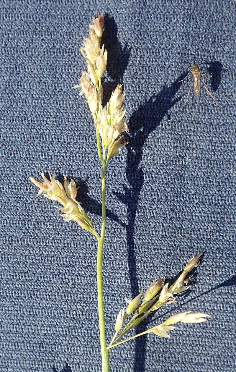 Fisher's Tundragrass photo 4