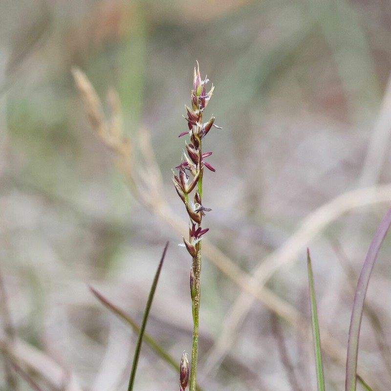 Fisher's Tundragrass photo 5