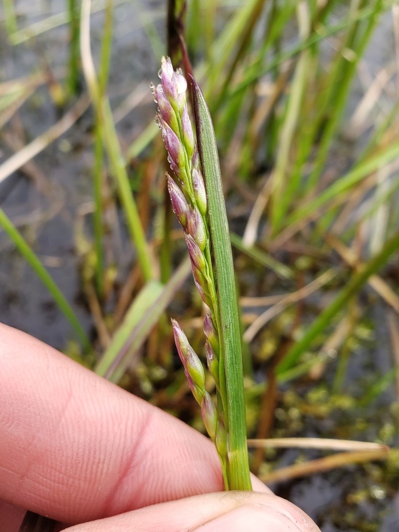 Fisher's Tundragrass photo 6