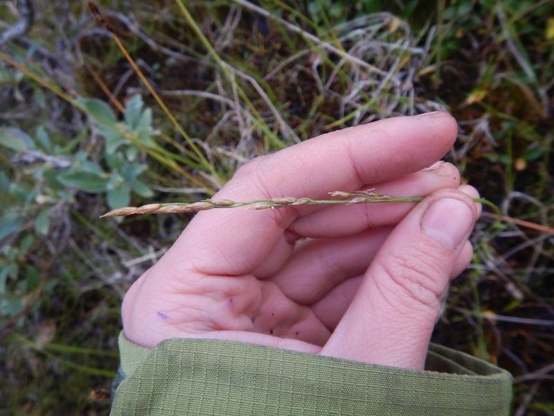 Fisher's Tundragrass photo 7