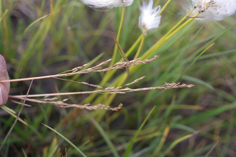 Fisher's Tundragrass photo 8