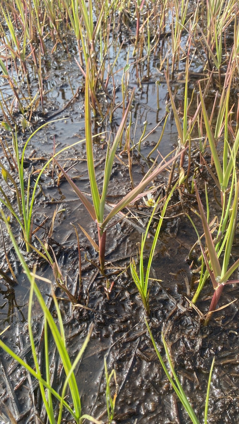 Pendantgrass