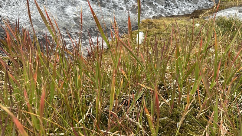 Pendantgrass photo 2