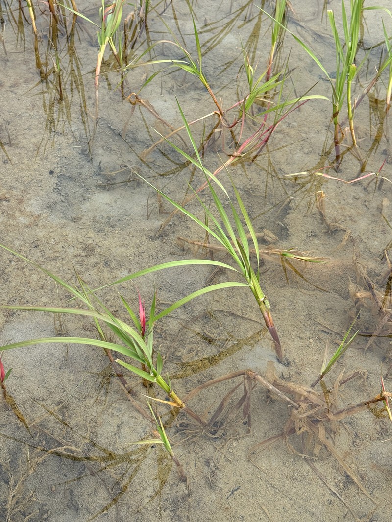 Pendantgrass photo 3