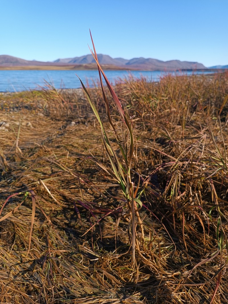 Pendantgrass photo 4