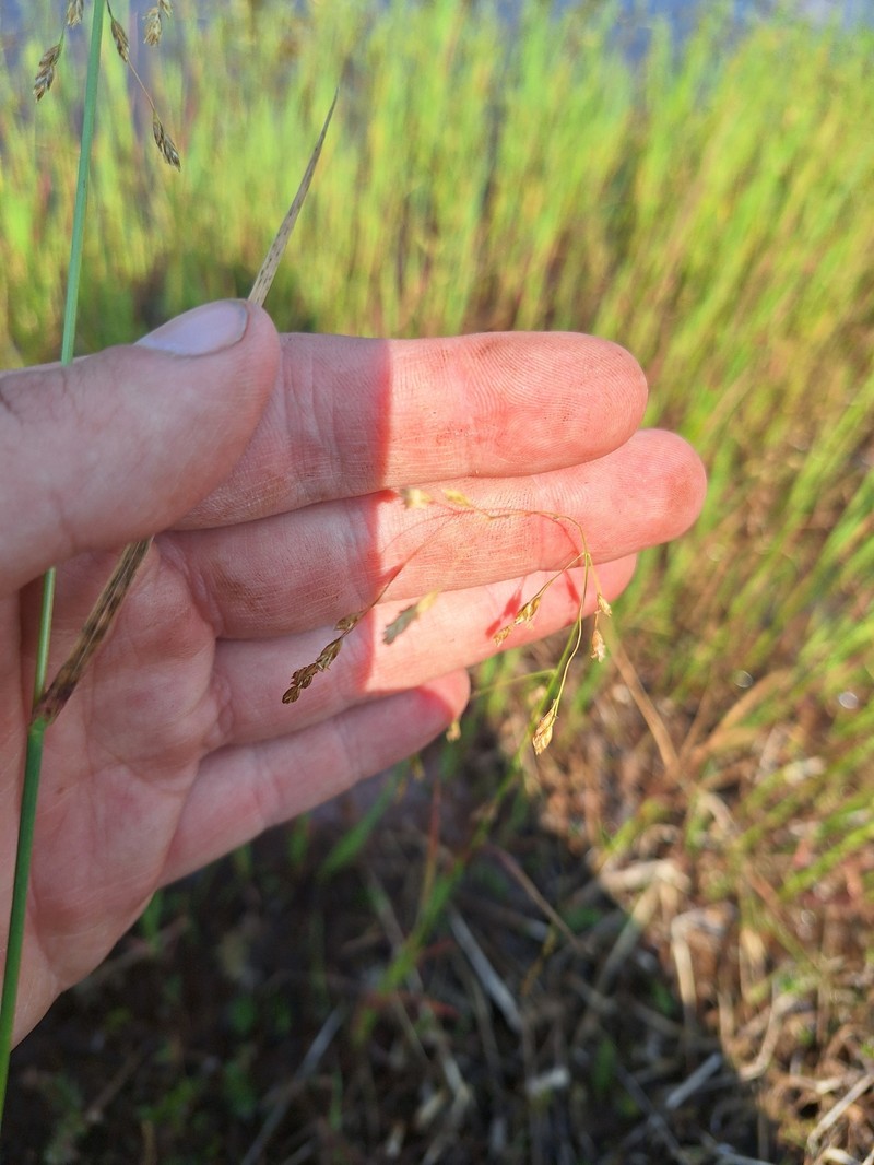 Pendantgrass photo 5