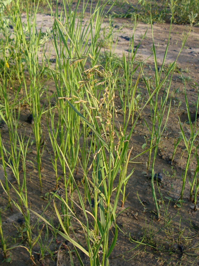 Pendantgrass photo 6
