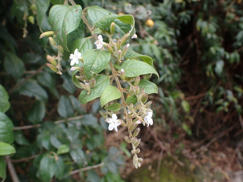 Duranta dickinsonii