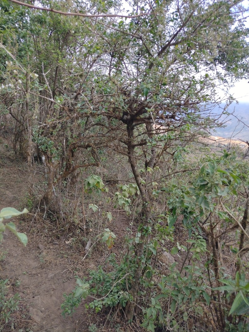 Duranta dickinsonii photo 2