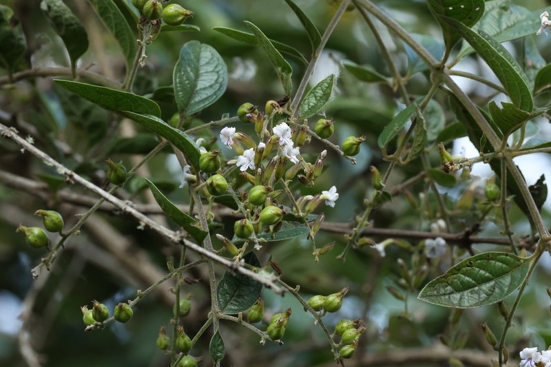Duranta dickinsonii photo 3