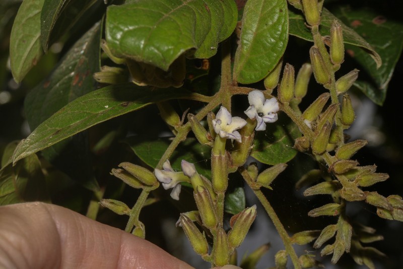 Duranta dickinsonii photo 4