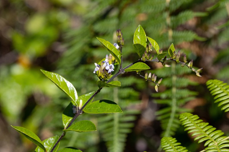 Duranta dickinsonii photo 5
