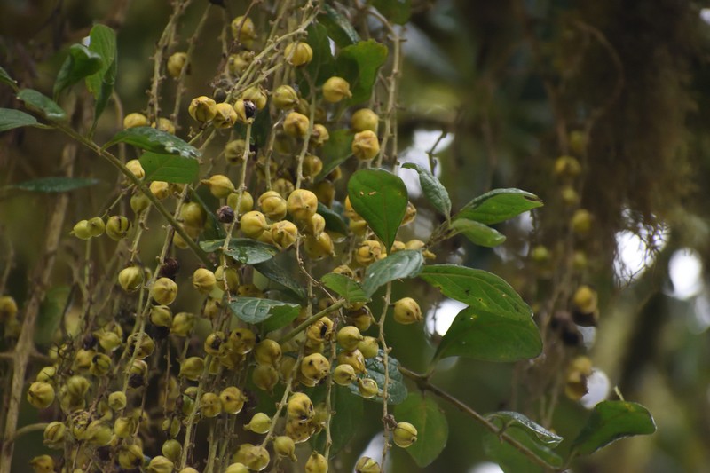Duranta dickinsonii photo 6