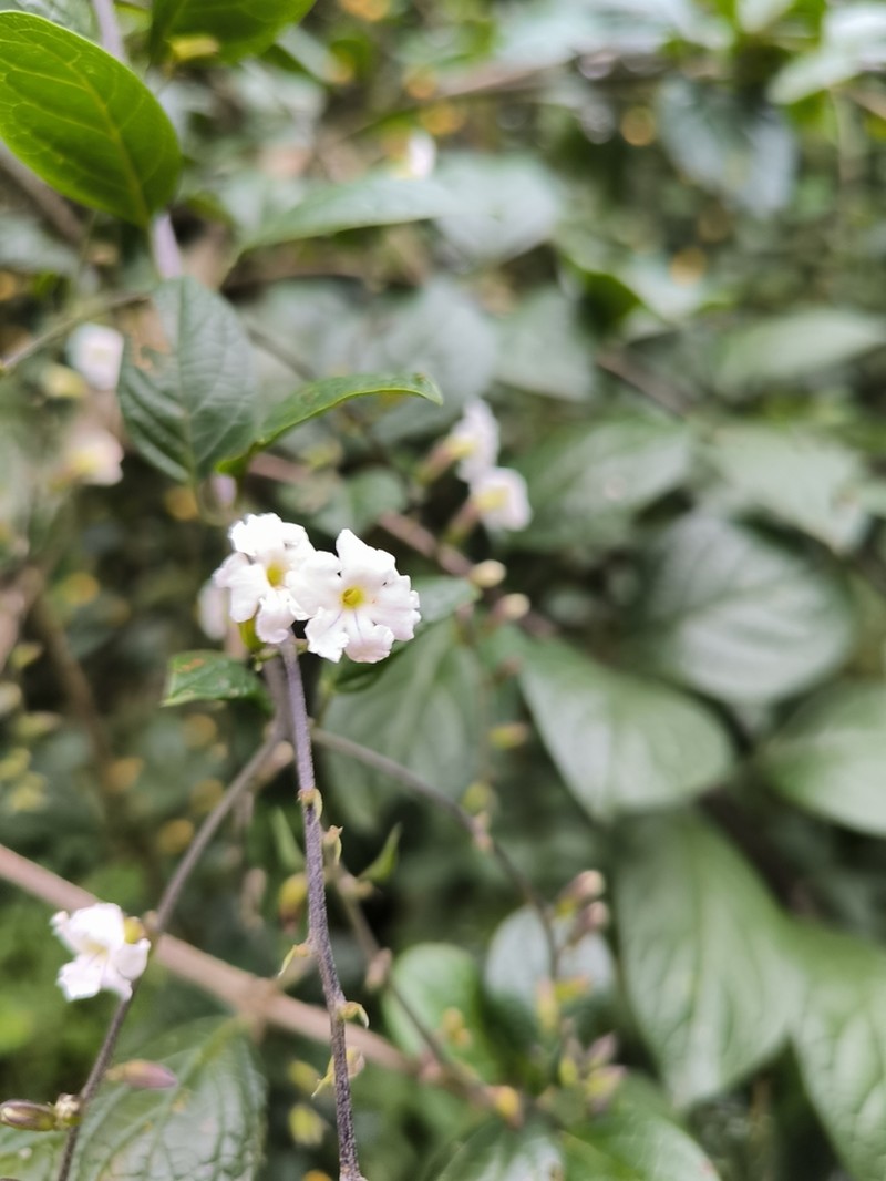 Duranta dickinsonii photo 7