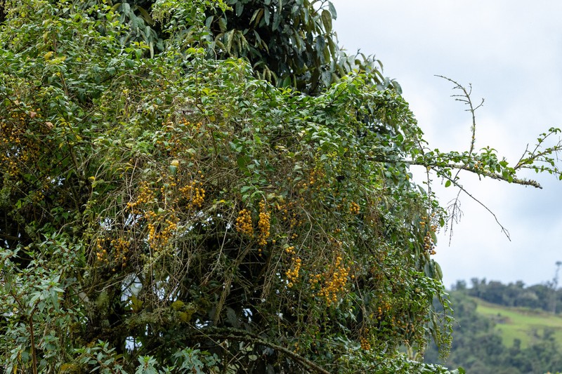 Duranta dickinsonii photo 8