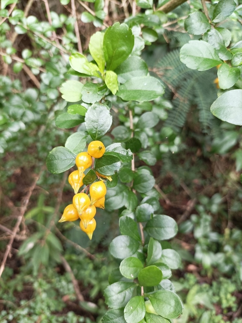 Golden Dewdrops