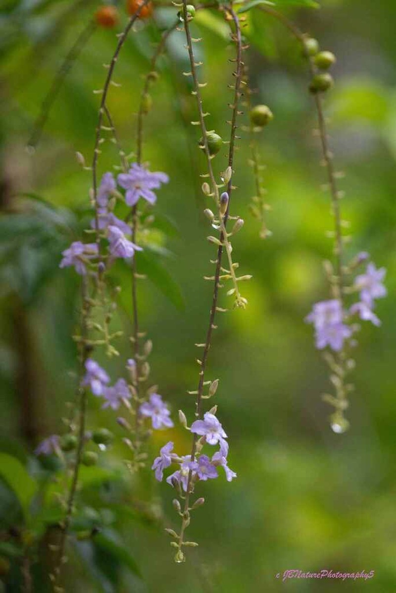Golden Dewdrops photo 2