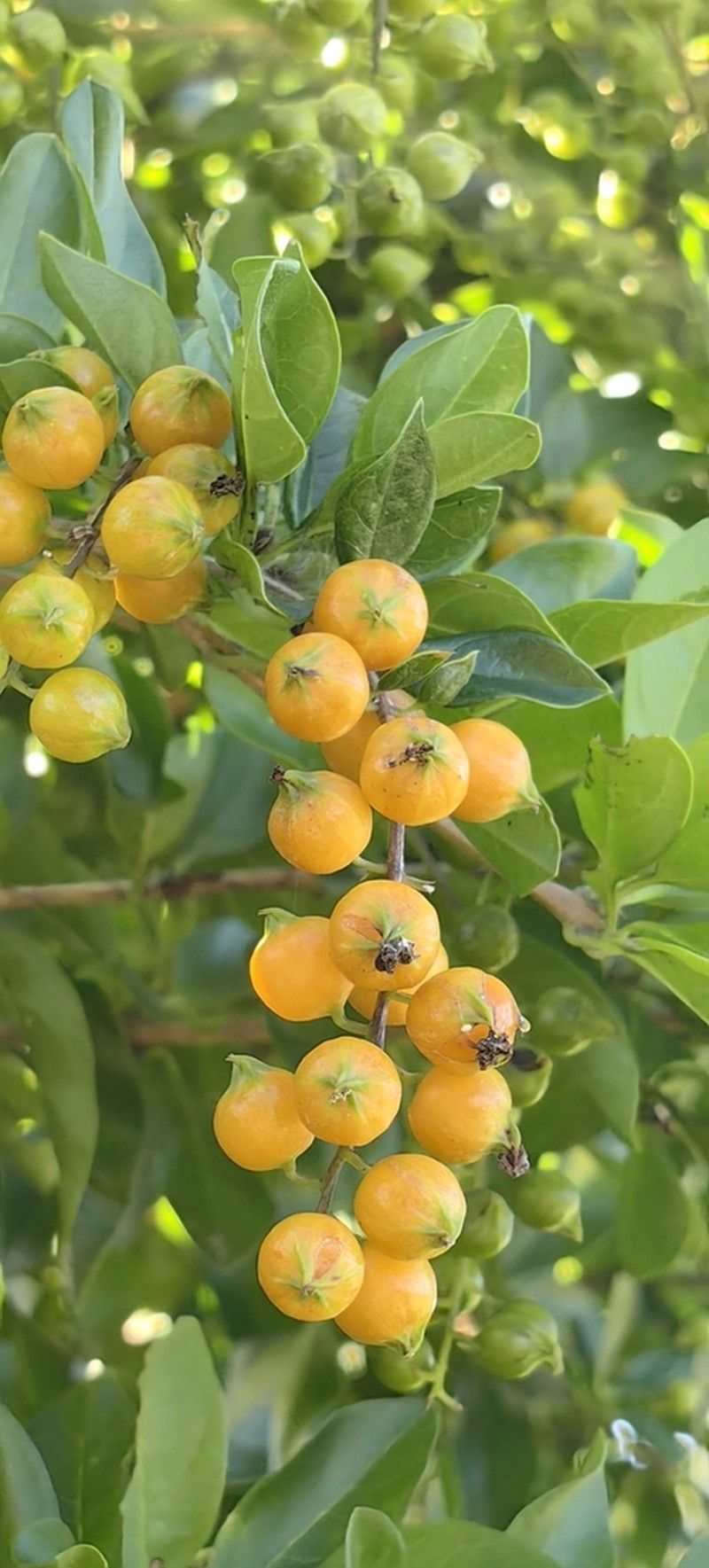 Golden Dewdrops photo 6