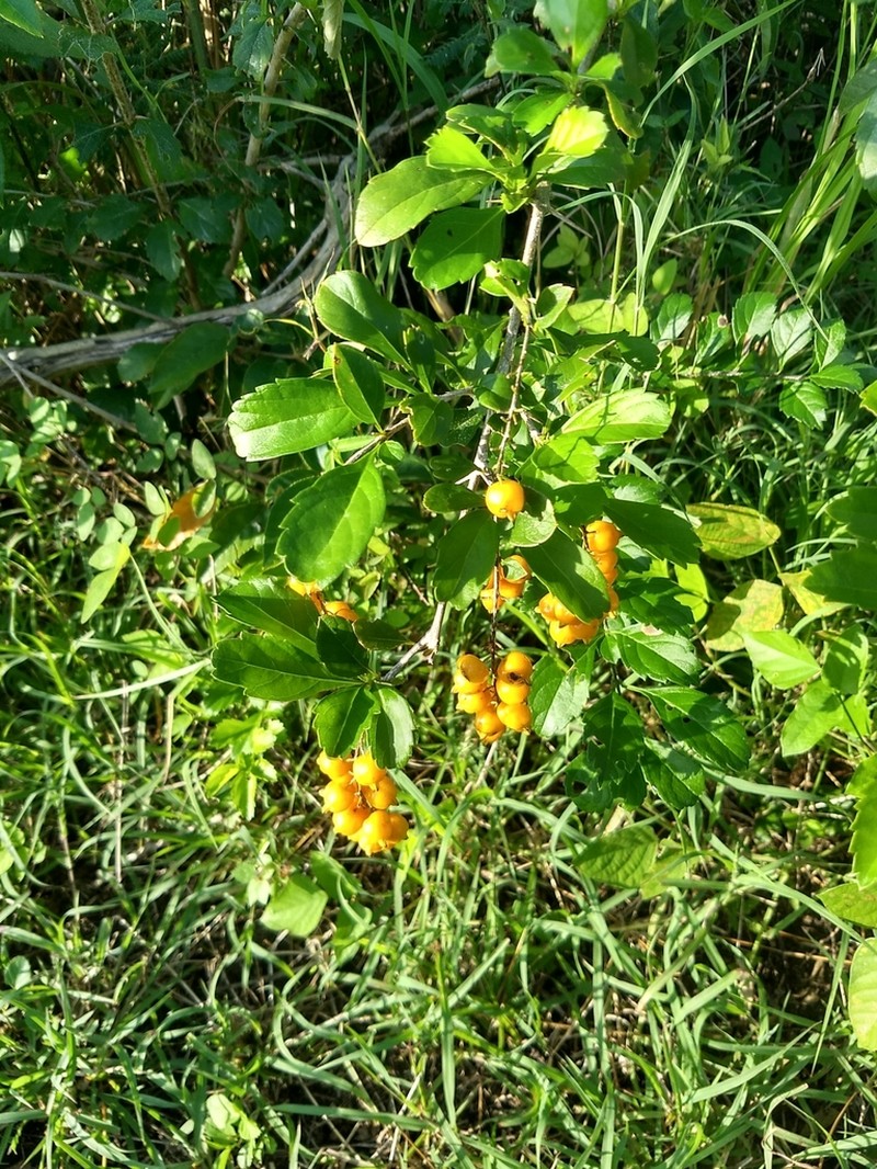 Golden Dewdrops photo 7