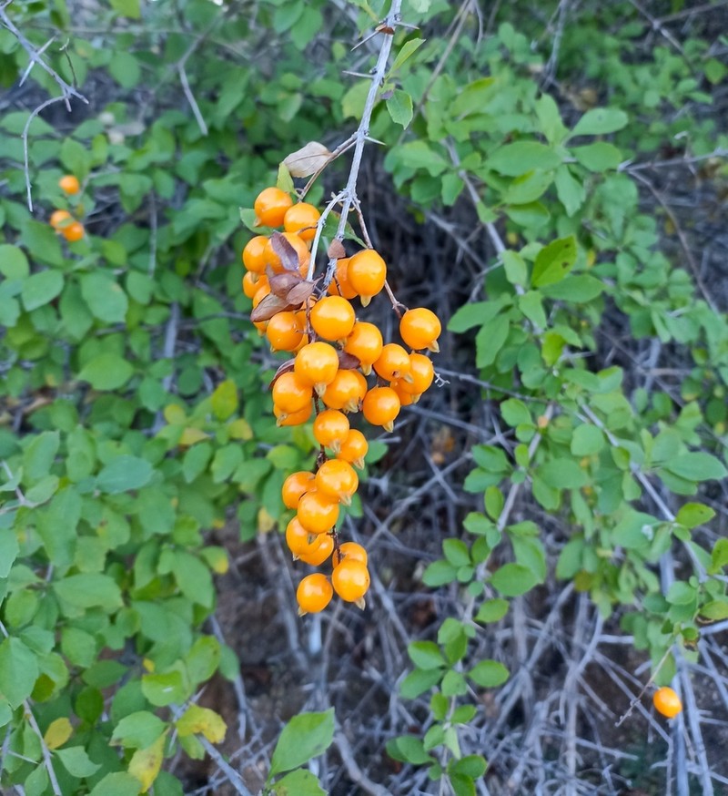 Golden Dewdrops photo 8
