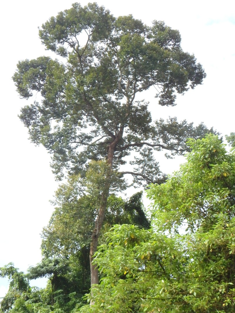 Durian photo 4