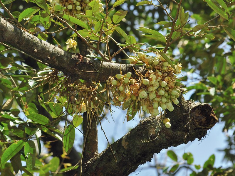 Durian photo 5