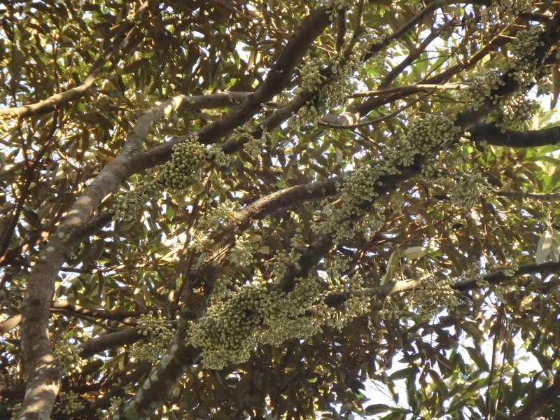 Durian photo 2