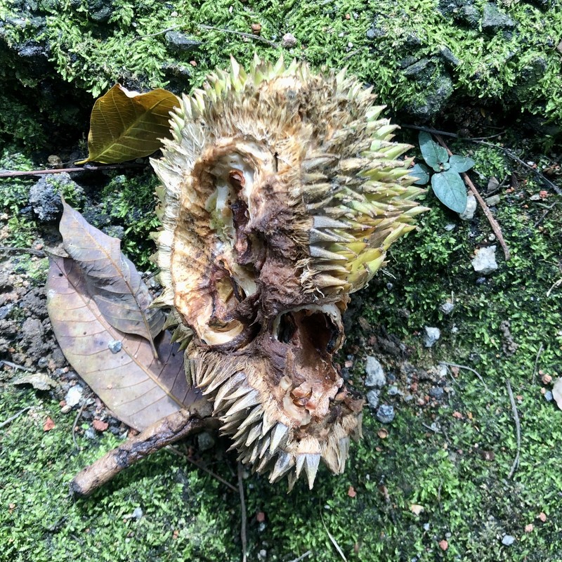 Durian photo 3