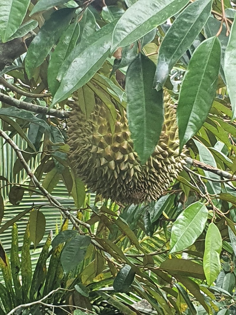 Durian photo 7