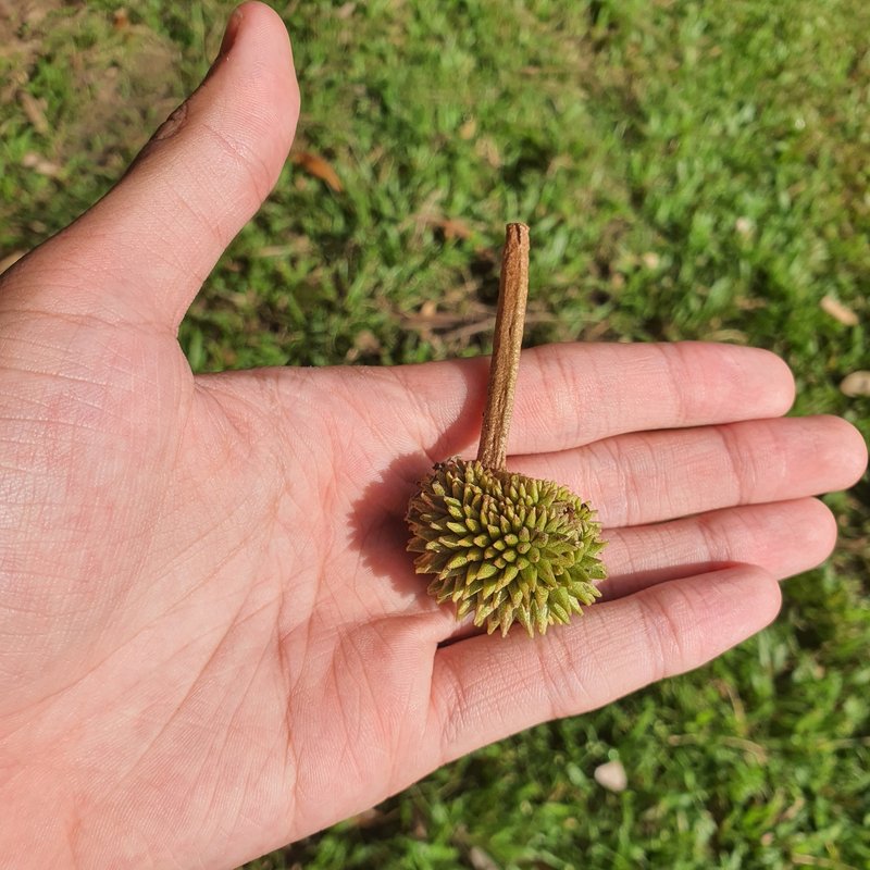 Durian photo 8
