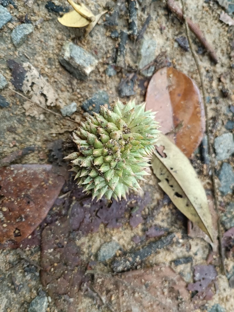 Durian photo 9